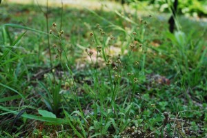 20150426春の草花２　ヤマスズメノヒエ（山雀の稗） (6)